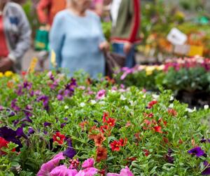 Pflanzenmarkt
