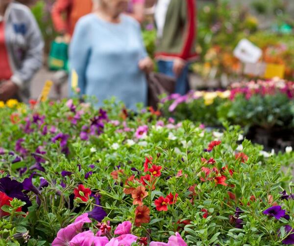 Bild vergr&ouml;&szlig;ern: Pflanzenmarkt