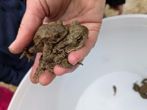 Bild vergr&ouml;&szlig;ern: Kr&ouml;ten Amphibienzaun