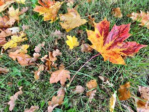 Bild vergr&ouml;&szlig;ern: Eine Draufsicht auf gr&uuml;nes Gras, das mit verschiedenen Herbstbl&auml;ttern bedeckt ist. Im Fokus liegt ein gro&szlig;es Ahornblatt in leuchtenden Gelb-, Orange- und Rott&ouml;nen mit einem r&ouml;tlichen Stiel. Daneben liegen kleinere, braune Eichenbl&auml;tter und weitere gelbliche Bl&auml;tter verstreut auf der Wiese.