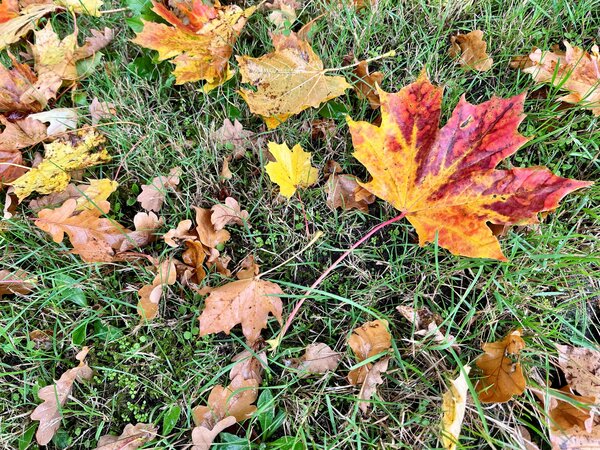 Eine Draufsicht auf gr&uuml;nes Gras, das mit verschiedenen Herbstbl&auml;ttern bedeckt ist. Im Fokus liegt ein gro&szlig;es Ahornblatt in leuchtenden Gelb-, Orange- und Rott&ouml;nen mit einem r&ouml;tlichen Stiel. Daneben liegen kleinere, braune Eichenbl&auml;tter und weitere gelbliche Bl&auml;tter verstreut auf der Wiese.