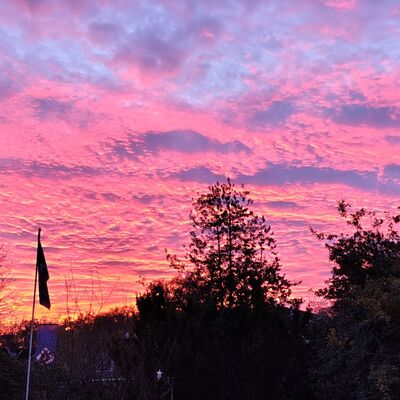 Bild vergr&ouml;&szlig;ern: Pinkfarbener Abendhimmel: Eine beeindruckende Aufnahme eines Sonnenuntergangs, bei dem der gesamte Wolkenhimmel in kr&auml;ftigen Pink-, Rosa- und Violettt&ouml;nen leuchtet. Im Vordergrund zeichnen sich die dunklen Silhouetten von B&auml;umen und einem Fahnenmast gegen das farbgewaltige Licht ab.