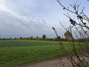 Bild vergr&ouml;&szlig;ern: Schlehen am Wegrand: Im Vordergrund sind dornige, kahle Zweige eines Strauches zu sehen, an denen einzelne dunkelblaue, bereifte Schlehenfr&uuml;chte h&auml;ngen. Der Blick &ouml;ffnet sich dahinter auf eine weite, gr&uuml;ne Feldlandschaft unter einem wolkenverhangenen, grauen Himmel.