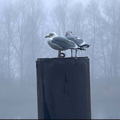Bild vergr&ouml;&szlig;ern: Zwei M&ouml;wen sitzen auf einem dunklen Dalben im Wasser. Der Hintergrund zeigt eine nebelverhangene Uferlandschaft mit schemenhaften, kahlen B&auml;umen in k&uuml;hlem Blauton.