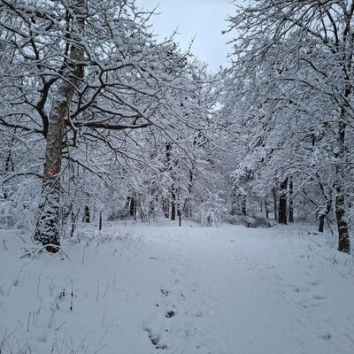 Bild vergr&ouml;&szlig;ern: Symbolbild zum Winter - Schneelandschaft mit B&auml;umen und Str&auml;uchern, die die winterliche Atmosph&auml;re symbolisieren.