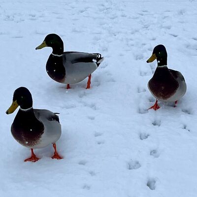 Bild vergr&ouml;&szlig;ern: Drei Stockenten stehen auf schneebedecktem Boden mit sichtbaren Spuren im Schnee