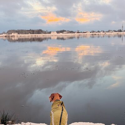 Bild vergr&ouml;&szlig;ern: Hund mit Wintermantel sitzt am Ufer der Elbe und blickt auf das ruhige, spiegelnde Wasser unter bew&ouml;lktem Himmel
