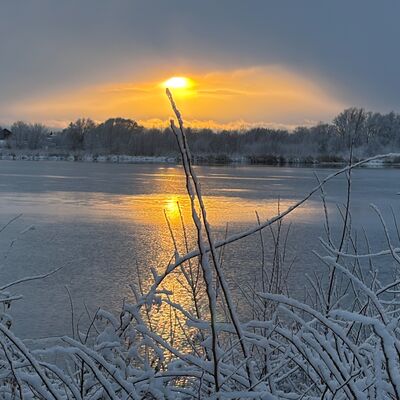 Bild vergr&ouml;&szlig;ern: Winterliche Elblandschaft mit zugefrorenem Fluss, schneebedeckten Pflanzen im Vordergrund und aufgehender Sonne am Horizont
