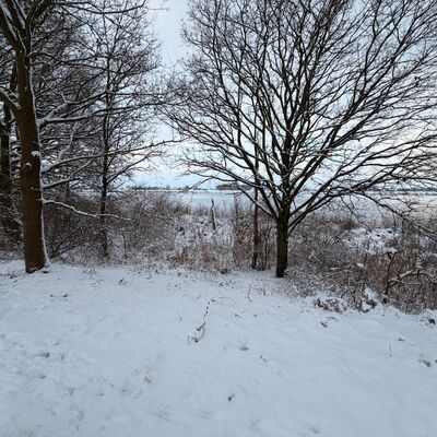 Bild vergr&ouml;&szlig;ern: Schneefeld mit B&auml;umen und Str&auml;uchern, das eine winterliche Landschaft darstellt.