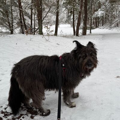 Bild vergr&ouml;&szlig;ern: Ein Hund steht im Schnee und tr&auml;gt eine Leine, symbolisch f&uuml;r den Winter.