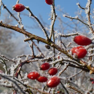 Bild vergr&ouml;&szlig;ern: Rote Beeren an einem frostbedeckten Baum, symbolisch f&uuml;r den Winter.