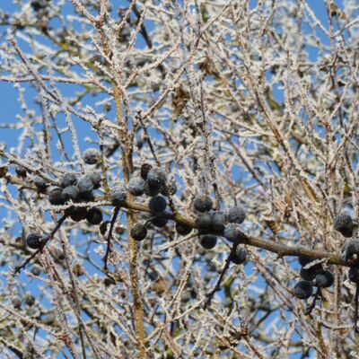 Bild vergr&ouml;&szlig;ern: Ein frostbedeckter Baum mit roten Beeren, der die winterliche Landschaft symbolisiert.