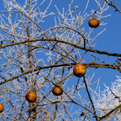 Bild vergr&ouml;&szlig;ern: Ein Baum mit &Auml;pfeln, &uuml;berzogen von Frost, symbolisiert die Winterzeit.