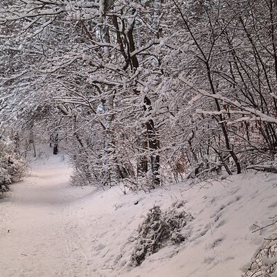 Bild vergr&ouml;&szlig;ern: Ein verschneiter Weg in einem Waldgebiet, der die winterliche Landschaft symbolisiert.