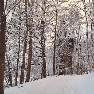 Bild vergr&ouml;&szlig;ern: Ein verschneiter Weg in einem Waldgebiet, der die winterliche Landschaft symbolisiert.