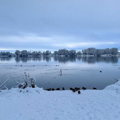 Bild vergr&ouml;&szlig;ern: Winterlandschaft mit einem gefrorenen Fluss Elbe und Enten, die am schneebedeckten Ufer stehen.