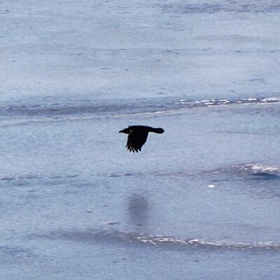 Bild vergr&ouml;&szlig;ern: Ein schwarzer Vogel schwebt &uuml;ber der gefrorenen Wasseroberfl&auml;che, als Winter-Symbolbild.