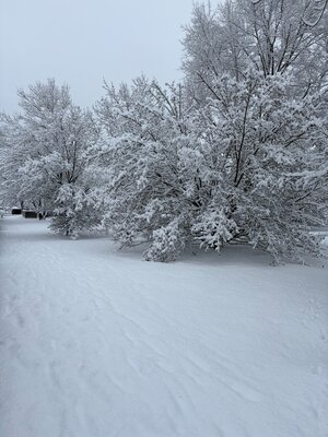 Bild vergr&ouml;&szlig;ern: Verschneite Stra&szlig;e mit schneebedeckten B&auml;umen, die eine winterliche Atmosph&auml;re vermittelt.