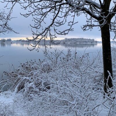 Bild vergr&ouml;&szlig;ern: Symbolbild zum Winter - Verschneite Str&auml;ucher und ein Baum am Ufer der Elbe mit Blick auf eine Insel im Fluss unter bew&ouml;lktem Himmel