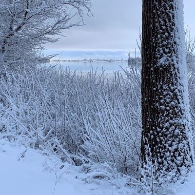 Bild vergr&ouml;&szlig;ern: Symbolbild zum Winter - Verschneiter Baumstamm im Vordergrund mit schneebedecktem Geb&uuml;sch und zugefrorener Elbe im Hintergrund unter bew&ouml;lktem Himmel