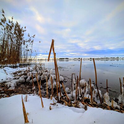 Bild vergr&ouml;&szlig;ern: Symbolbild zum Winter - Schilf mit Eiszapfen am Ufer eines zugefrorenen Flusses unter bew&ouml;lktem Himmel