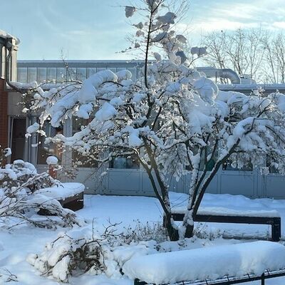 Bild vergr&ouml;&szlig;ern: Symbolbild zum Winter - Verschneiter Baum mit dicken Schneeschichten auf &Auml;sten in einem verschneiten Garten vor einem Geb&auml;ude