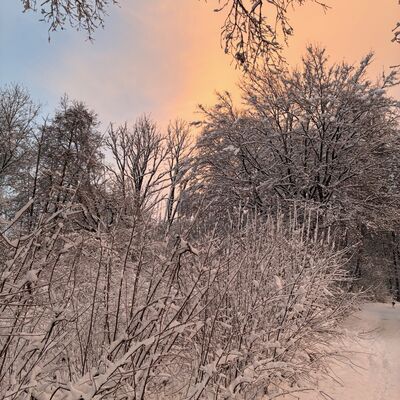 Bild vergr&ouml;&szlig;ern: Symbolbild zum Winter - Verschneiter Waldweg mit kahlen B&auml;umen und Str&auml;uchern bei Sonnenuntergang