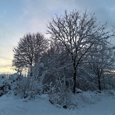 Bild vergr&ouml;&szlig;ern: Symbolbild zum Winter - Schneelandschaft mit B&auml;umen und Str&auml;uchern, die die winterliche Atmosph&auml;re symbolisieren.