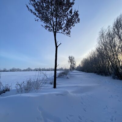 Bild vergr&ouml;&szlig;ern: Schneebedeckte Landschaft mit Sonnenschein hinter den B&auml;umen, der den Himmel in warmen Farben erleuchtet.
