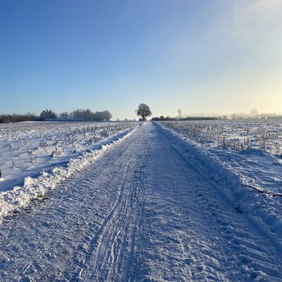 Bild vergr&ouml;&szlig;ern: Schneebedeckte Landschaft mit Sonnenschein hinter den B&auml;umen, der den Himmel in warmen Farben erleuchtet.
