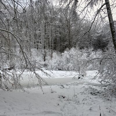 Bild vergr&ouml;&szlig;ern: Schneebedeckte Landschaft mit B&auml;umen im Wald