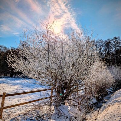 Bild vergr&ouml;&szlig;ern: Ein prachtvoller, mit glitzerndem Raureif bedeckter Busch steht im Zentrum einer verschneiten Winterlandschaft. Die tiefstehende Wintersonne leuchtet direkt hinter den filigranen Zweigen und l&auml;sst den Frost wei&szlig; aufstrahlen. Ein h&ouml;lzerner Zaun und ein kleiner Bachlauf f&uuml;hren am Busch vorbei, w&auml;hrend im Hintergrund ein Waldrand unter einem klaren, blassblauen Himmel mit zarten Schleierwolken zu sehen ist.