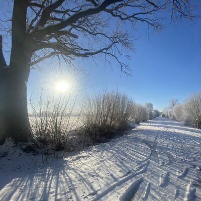 Bild vergr&ouml;&szlig;ern: Ein verschneiter Feldweg f&uuml;hrt perspektivisch in die Ferne, ges&auml;umt von frostbedeckten B&uuml;schen unter einem tiefblauen Himmel. Am linken Bildrand steht ein m&auml;chtiger, laubloser Baum, durch dessen &Auml;ste die helle Wintersonne scheint. Die langen, bl&auml;ulichen Schatten des Baumes und der B&uuml;sche ziehen sich quer &uuml;ber den von Reifenspuren und Fu&szlig;abdr&uuml;cken gezeichneten Schnee.