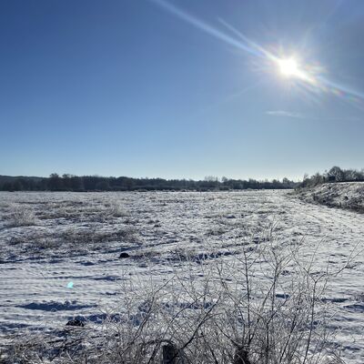 Bild vergr&ouml;&szlig;ern: Eine weite, unber&uuml;hrte Schneelandschaft unter einem strahlend blauen Himmel. Die helle Wintersonne steht hoch am Himmel und erzeugt einen leichten Blendenfleck. Im Vordergrund sind schneebedeckte H&uuml;gel und kleine &Auml;ste zu sehen, die aus dem Schnee ragen, &uuml;bers&auml;t mit zahlreichen Tierspuren. Im Hintergrund erstreckt sich eine dichte Reihe von B&auml;umen und Str&auml;uchern, die komplett mit wei&szlig;em Raureif &uuml;berzogen sind.