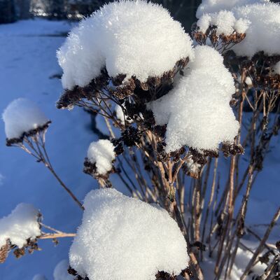 Bild vergr&ouml;&szlig;ern: Eine Nahaufnahme von vertrockneten, braunen Bl&uuml;tenst&auml;nden einer Staude, auf denen jeweils eine dicke, lockere Schicht aus frischem, wei&szlig;em Schnee liegt, die wie kleine M&uuml;tzen wirken. Der Hintergrund ist in k&uuml;hles, blaues Schattenlicht getaucht, was den Kontrast zum strahlend wei&szlig;en Schnee verst&auml;rkt.