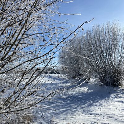 Bild vergr&ouml;&szlig;ern: Eine detailreiche Nahaufnahme von Str&auml;uchern, deren d&uuml;nne Zweige und kleine Knospen dick mit filigranen Eiskristallen und Raureif &uuml;berzogen sind. Im Hintergrund erstreckt sich eine sonnige, verschneite Fl&auml;che mit weiteren bereiften B&uuml;schen unter einem wolkenlosen blauen Himmel.