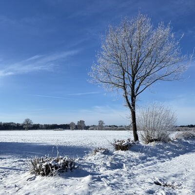 Bild vergr&ouml;&szlig;ern: Ein einzelner, filigraner Baum, dessen &Auml;ste vollst&auml;ndig mit wei&szlig;em Raureif &uuml;berzogen sind, steht am Rand eines weiten, verschneiten Feldes. Der Himmel ist tiefblau mit zarten, wei&szlig;en Schleierwolken. Im Vordergrund sind kleine, ebenfalls bereifte B&uuml;sche und zahlreiche Spuren im Schnee zu erkennen, w&auml;hrend sich am Horizont eine dunkle Waldkante abzeichnet.