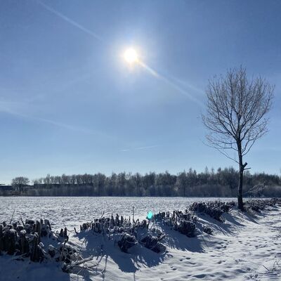 Bild vergr&ouml;&szlig;ern: Eine weite, unber&uuml;hrte Schneelandschaft unter einem strahlend blauen Himmel. Die helle Wintersonne steht hoch am Himmel und erzeugt einen leichten Blendenfleck. Im Vordergrund sind schneebedeckte H&uuml;gel und kleine &Auml;ste zu sehen, die aus dem Schnee ragen, &uuml;bers&auml;t mit zahlreichen Tierspuren. Im Hintergrund erstreckt sich eine dichte Reihe von B&auml;umen und Str&auml;uchern, die komplett mit wei&szlig;em Raureif &uuml;berzogen sind.