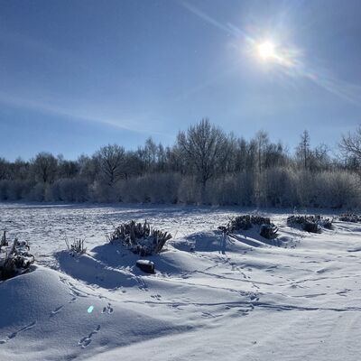 Bild vergr&ouml;&szlig;ern: Eine weite, unber&uuml;hrte Schneelandschaft unter einem strahlend blauen Himmel. Die helle Wintersonne steht hoch am Himmel und erzeugt einen leichten Blendenfleck. Im Vordergrund sind schneebedeckte H&uuml;gel und kleine &Auml;ste zu sehen, die aus dem Schnee ragen, &uuml;bers&auml;t mit zahlreichen Tierspuren. Im Hintergrund erstreckt sich eine dichte Reihe von B&auml;umen und Str&auml;uchern, die komplett mit wei&szlig;em Raureif &uuml;berzogen sind.