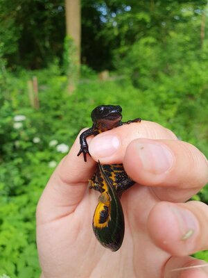 Bild vergr&ouml;&szlig;ern: Eine Person h&auml;lt vorsichtig einen m&auml;nnlichen Kammolch in der Hand. Der Molch hat eine dunkle, fast schwarze Oberseite und einen auff&auml;llig leuchtend orangefarbenen Bauch mit schwarzen Flecken. Besonders gut sichtbar ist der gezackte Kamm auf dem R&uuml;cken und der Schwanzsaum mit einem silbrig-blauen Streifen, was auf die Paarungszeit hindeutet. Der Hintergrund besteht aus einer unscharfen, gr&uuml;nen Wald- oder Wiesenlandschaft.