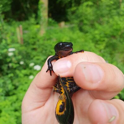 Eine Person h&auml;lt vorsichtig einen m&auml;nnlichen Kammolch in der Hand. Der Molch hat eine dunkle, fast schwarze Oberseite und einen auff&auml;llig leuchtend orangefarbenen Bauch mit schwarzen Flecken. Besonders gut sichtbar ist der gezackte Kamm auf dem R&uuml;cken und der Schwanzsaum mit einem silbrig-blauen Streifen, was auf die Paarungszeit hindeutet. Der Hintergrund besteht aus einer unscharfen, gr&uuml;nen Wald- oder Wiesenlandschaft.