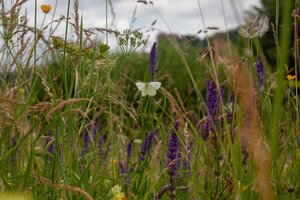 Bild vergr&ouml;&szlig;ern: Wildblumen