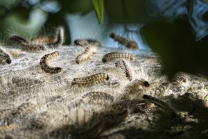 Nahaufnahme von mehreren Raupen des Eichenprozessionsspinners auf einem h&ouml;lzernen Baumstamm oder Ast. Die Raupen haben einen dunkel gestreiften K&ouml;rper und sind auff&auml;llig dicht mit langen, feinen, wei&szlig;lichen Brennhaaren bedeckt. Sie bewegen sich &uuml;ber ein dichtes, spinnwebartiges Gespinst, das Teile der Rinde &uuml;berzieht. Im oberen Bereich des Bildes sind unscharfe gr&uuml;ne Bl&auml;tter zu erkennen.