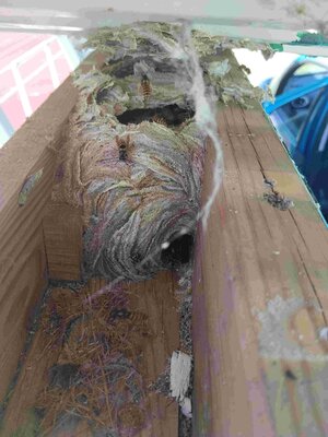 Bild vergr&ouml;&szlig;ern: Ein Wespennest befindet sich in einem Hohlraum aus Holz. Das Nest besteht aus papier&auml;hnlichem Material mit Schichten in Grau, Braun und Rosa.