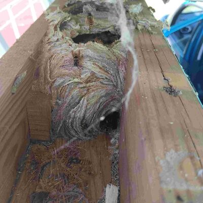 Ein Wespennest befindet sich in einem Hohlraum aus Holz. Das Nest besteht aus papier&auml;hnlichem Material mit Schichten in Grau, Braun und Rosa.