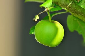Ein leuchtend gr&uuml;ner Apfel h&auml;ngt an einem kleinen Ast. Neben der Frucht wachsen gr&uuml;ne Bl&auml;tter. Der Hintergrund ist dunkel und verschwommen.