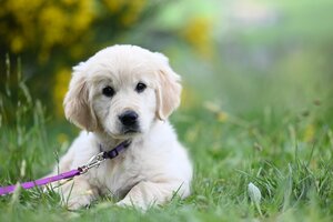 Ein kleiner, flauschiger Golden-Retriever-Welpe liegt auf einer gr&uuml;nen Wiese. Er hat helles Fell, dunkle Knopfaugen und blickt direkt nach vorne. Am Halsband ist eine lila Leine befestigt.