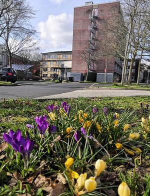 Bild vergr&ouml;&szlig;ern: Auf dem Parkplatz hinter dem Geesthachter Rathaus wurden im Rahmen der Aktion "Geesthacht bl&uuml;ht auf" Blumenzwiebeln gesetzt. Dort bl&uuml;hen in Fr&uuml;hjahr und Herbst Krokusse.