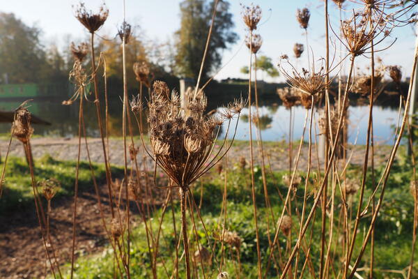 Bild vergr&ouml;&szlig;ern: Das ist ein Foto das ein Beispiel f&uuml;r die Nutzung von Stauden im Garten anhand eines Beispielbeetes am Geesthachter Hafen als Teil des Projektes "Geesthacht summmt" am Wildbienenpfad zeigt.
