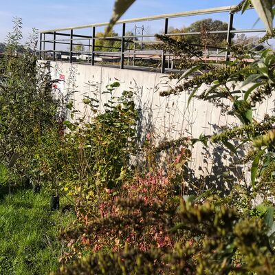Bild vergr&ouml;&szlig;ern: Das ist ein Foto auf dem ein Beispiel f&uuml;r die Nutzung von Geh&ouml;lzen im Garten anhand eines Beispielbeetes am Geesthachter Hafen als Teil des Projektes "Geesthacht summmt" am Wildbienenpfad zeigt.